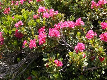 randonnées haute tarentaise : Le rhododendron ferrugineux